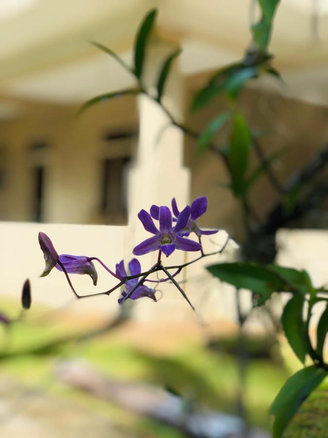 Paradise Garden Берувала Екстериор снимка